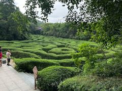 -大屏嶂森林公园