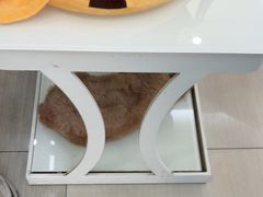 -全心全意连锁动物医院·微创中心·内科急重症·心脏专科(丰管路店)