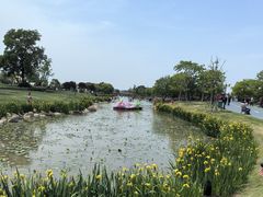 -荷兰花海