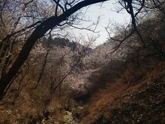 -北京西山国家森林公园