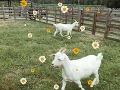 -前小桔亲子创意农场·草莓采摘·露营烧烤