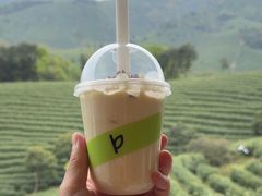 -白茶原·一片叶子