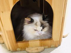 -藏猫猫咖啡主题馆(中央大道店)