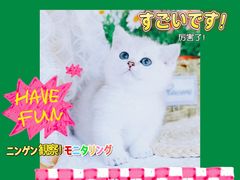 -70cat德文卷毛猫·缅因猫纯种猫舍