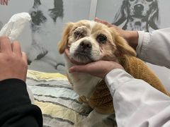 -乖乖乐动物医院(小汤山分院)