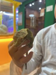 -神奇动物撸宠馆·羊驼·小浣熊·异宠(豫园店)