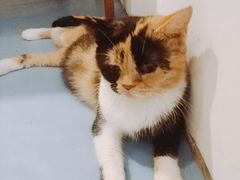 -猫色咖啡·猫咖