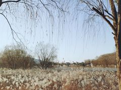 -长兴太湖图影湿地文化园