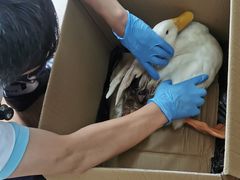 -北京观赏动物医院·24小时大型综合·猫专科·异宠专科