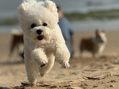 -趣玩宠物乐园寄养训犬训狗游泳池