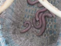 -北海金海湾红树林生态旅游区