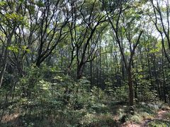 -紫金山山顶公园