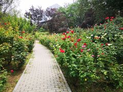 -莲花池公园