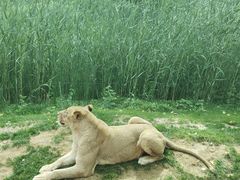 -北京野生动物园