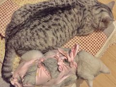 -纳吉亚猫专科动物医院博雅分院