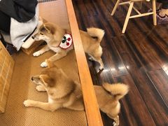 -豆柴町-柴犬主题狗咖(红鼎国际C座店)