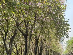 -广东花都湖国家湿地公园
