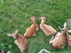 -北京鹿世界主题园