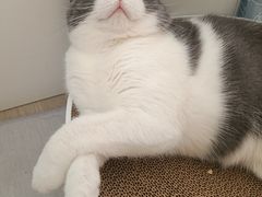 -欣宠猫屋·矮脚拿破仑·蓝金金渐层