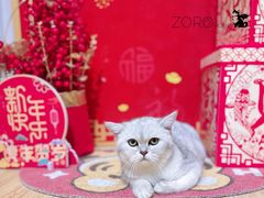 -佐罗家宠物馆·猫文化馆(紫霞路店)
