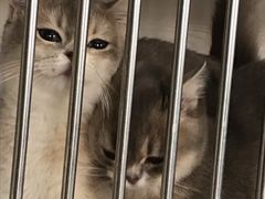 -东方名猫馆·英短金渐层布偶猫舍(环线广场1号楼店)