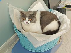 -纳吉亚猫专科动物医院·北北分院
