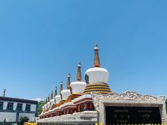 -塔尔寺菩提树