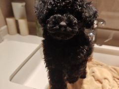 -爱牧宠物医院·猫专科·骨科·内窥镜(甪直店)