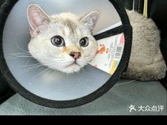 -纳吉亚猫专科动物诊疗中心(蒋宅口分院)