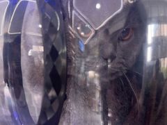 -pd派德宠物中心医院24H急重症·眼科中心·血液透析中心(嵩山北路店)