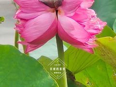 -莲花池公园