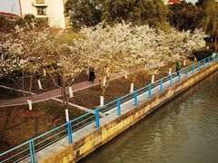 -高东镇樱花园
