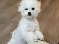 -BABYDOG宝贝狗宠物乐园(欧洲城店)