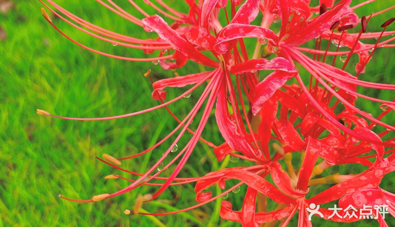 黄泉路上的彼岸花开了