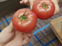 -上海龙之梦万丽酒店