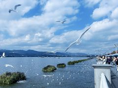 -嘉华鲜花饼·现烤(昆明老街店)