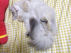 -派特宠物医院(圆融广场店)