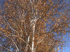 -塞罕坝国家级自然保护区