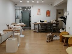 -有喵·猫咖·狗咖·30几只猫10只小狗(岗厦店)