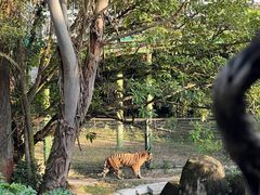 -深圳野生动物园
