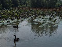 -大湾区中央湿地公园