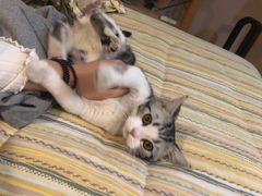 -东方名猫馆·英短金渐层布偶猫舍(环线广场1号楼店)