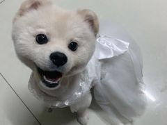 -BABYDOG宝贝狗宠物乐园(欧洲城店)