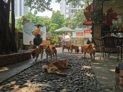 -柴犬高等学院·狗咖·柴犬售卖·宠物训练