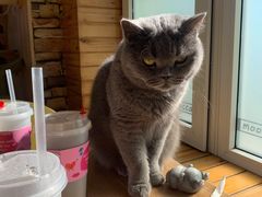 -猫的茶·猫咖