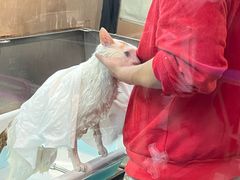 -PETKIT小佩宠物·低压洗护(国顺东路店)