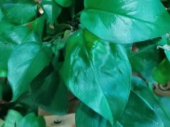 -大清花饺子(山庄店)