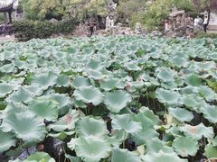 -无锡蠡湖国家湿地公园-蠡园