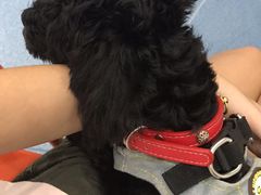 -伟伟宠物医院·CT影像中心·瑞派犬猫综合性门诊(汉口总院)