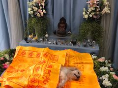 -彩虹桥宠物火化殡葬善终服务(金乐大厦店)